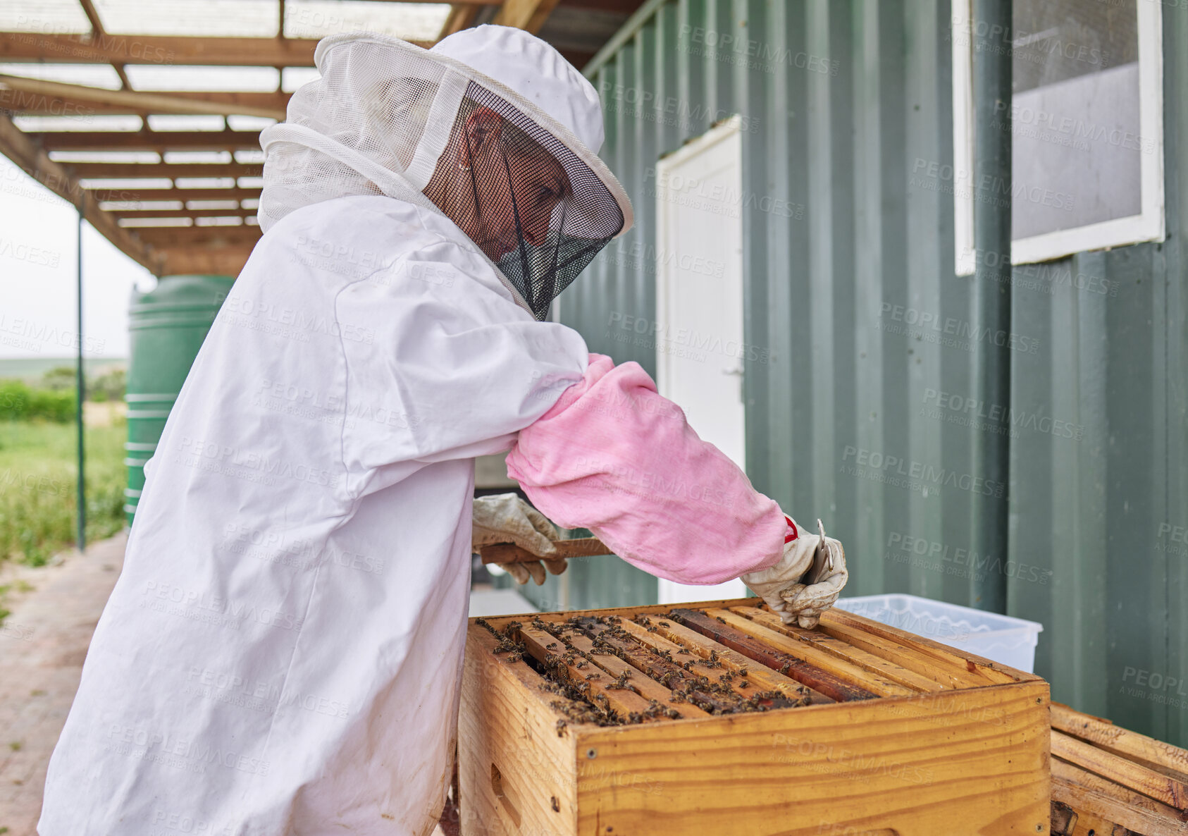 Buy stock photo Shot of a beekeeper opening a hive frame on a farm