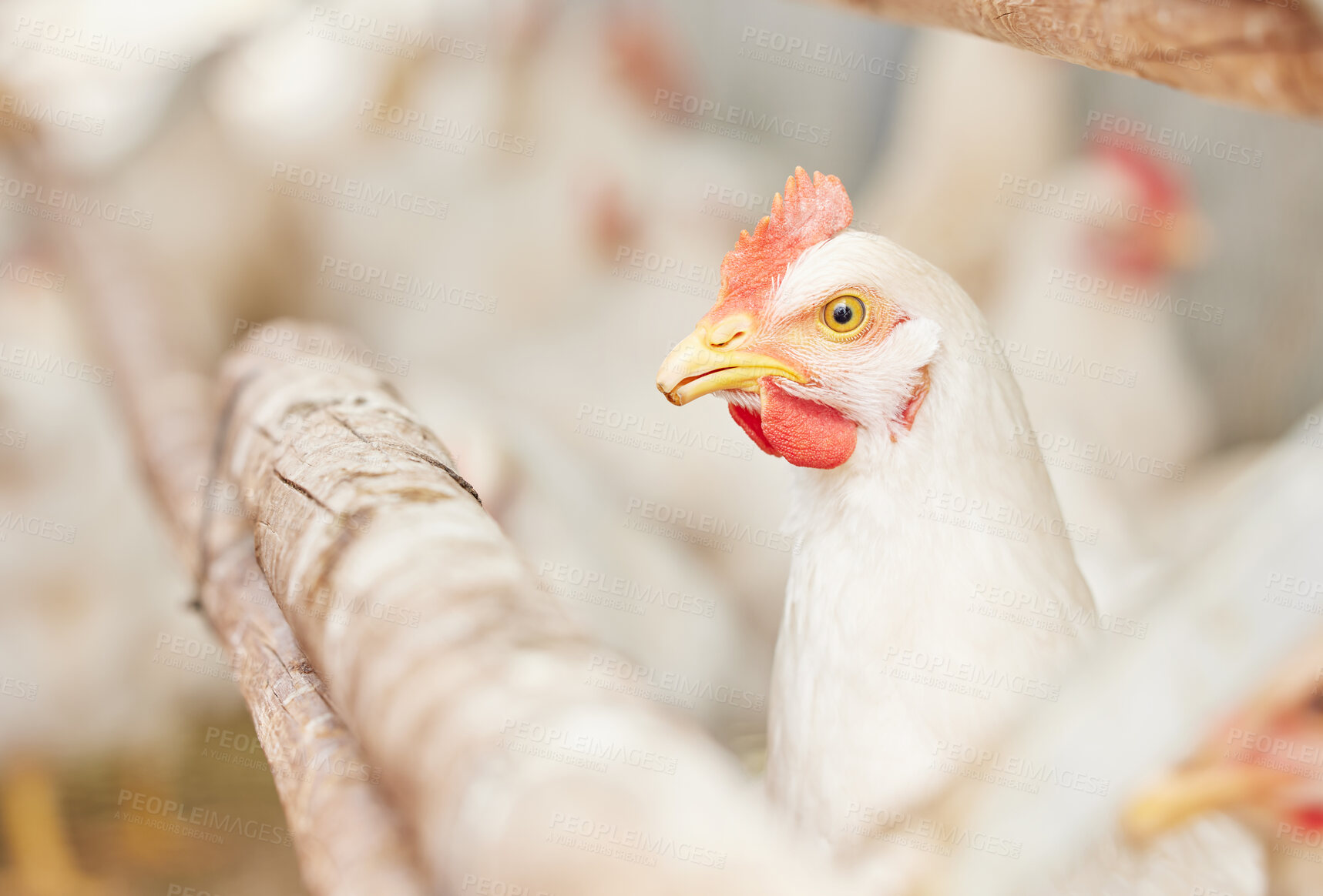 Buy stock photo Shot of chickens on a farm