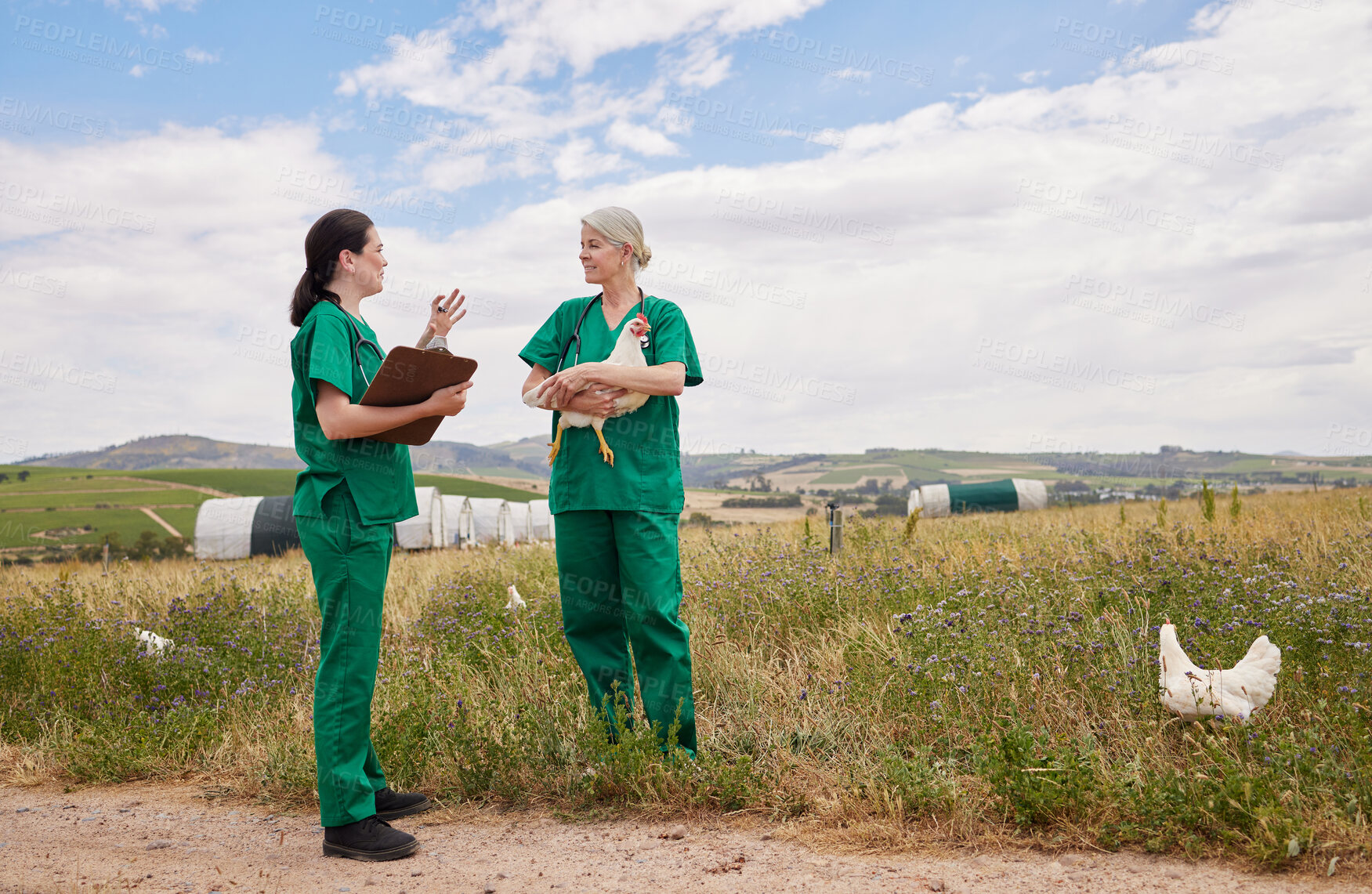Buy stock photo Shot of two veterinarians having a discussion on a poultry farm