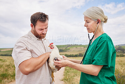 Buy stock photo Shot of a veterinarian using a stethoscope to assess a chicken on a poultry farm