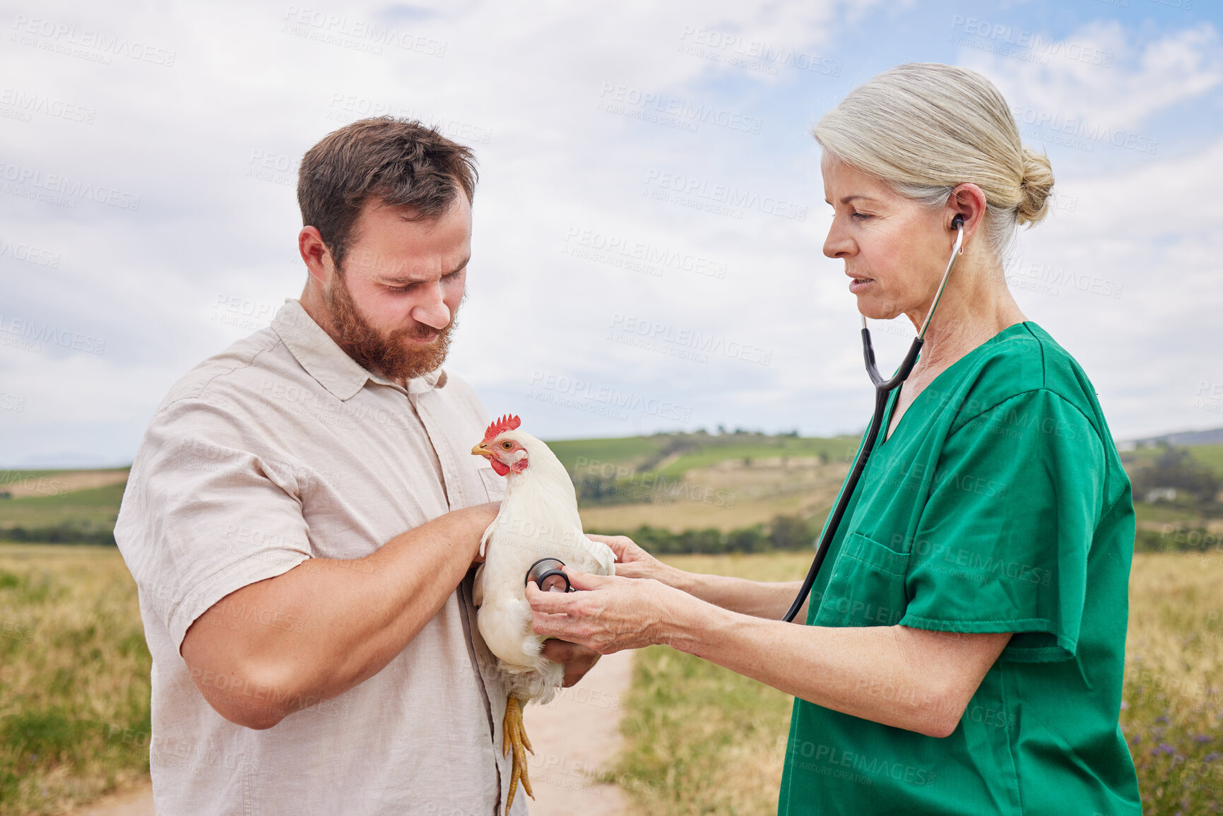 Buy stock photo Shot of a veterinarian using a stethoscope to assess a chicken on a poultry farm
