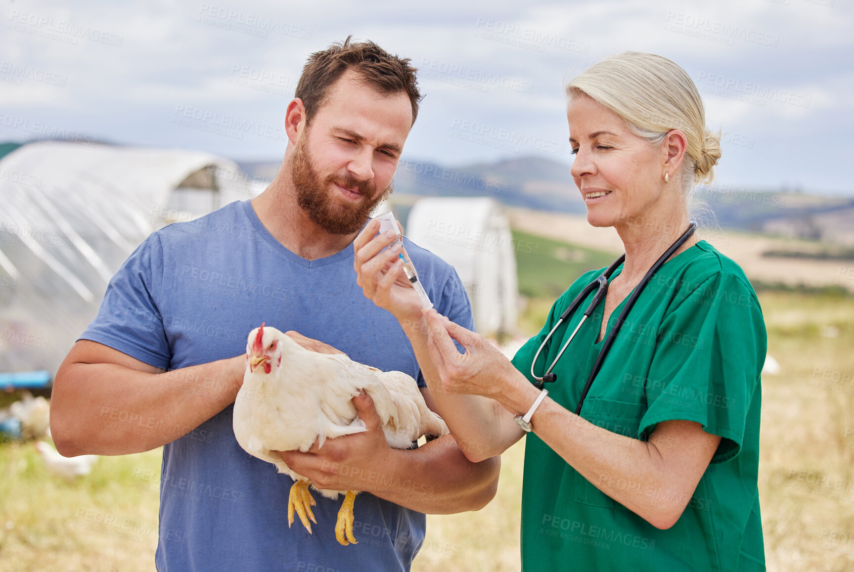 Buy stock photo Shot of a veterinarian giving an injection to a chicken on a poultry farm