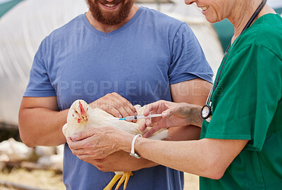 Buy stock photo Shot of a veterinarian giving an injection to a chicken on a poultry farm