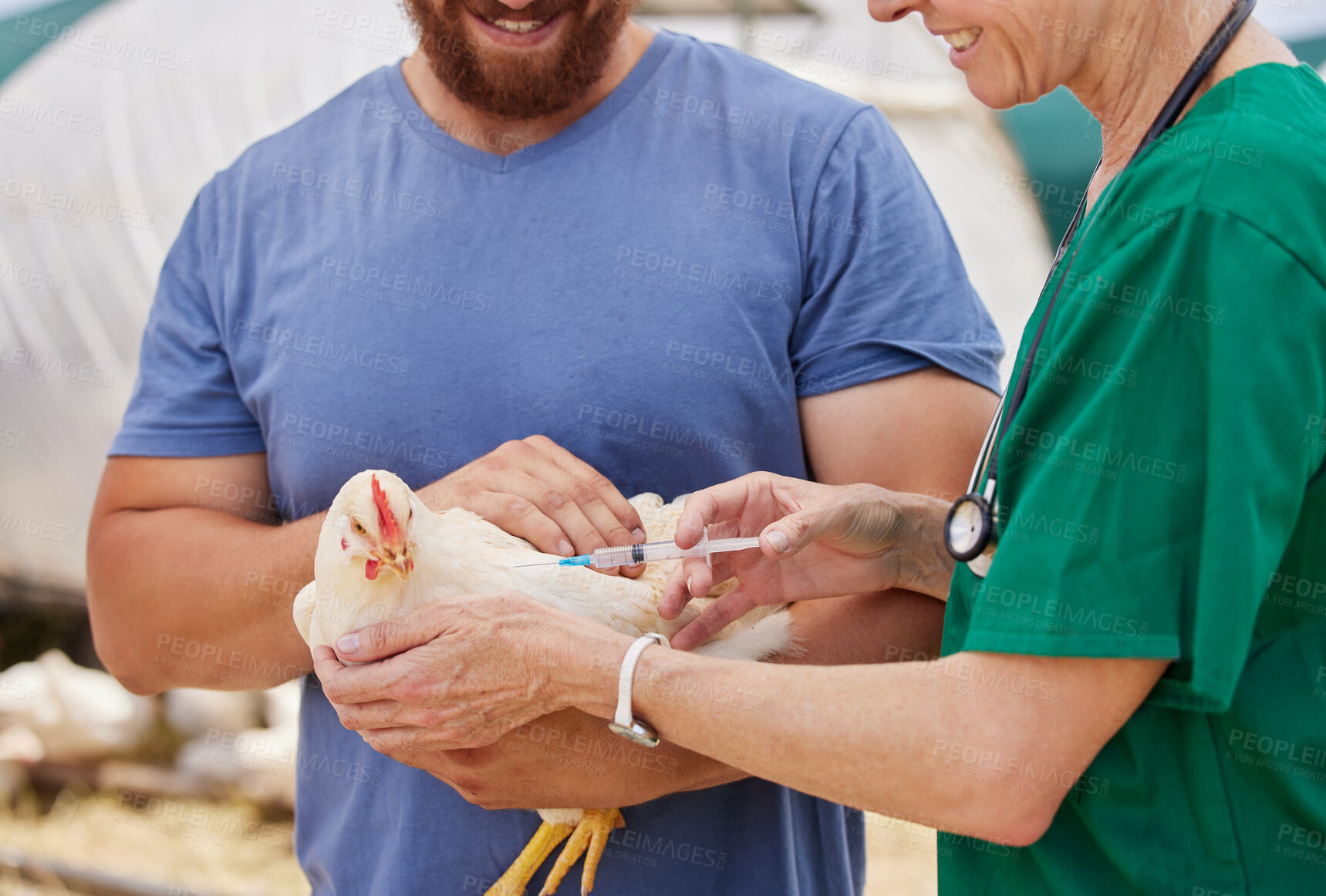 Buy stock photo Closeup, people and veterinarian with needle, chicken and poultry farm with healthcare worker. Employees, farmer and professional with injection, agriculture and bird flu vaccine with animal doctor