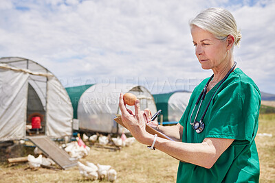 Buy stock photo Shot of a mature veterinarian inspecting an egg on a poultry farm