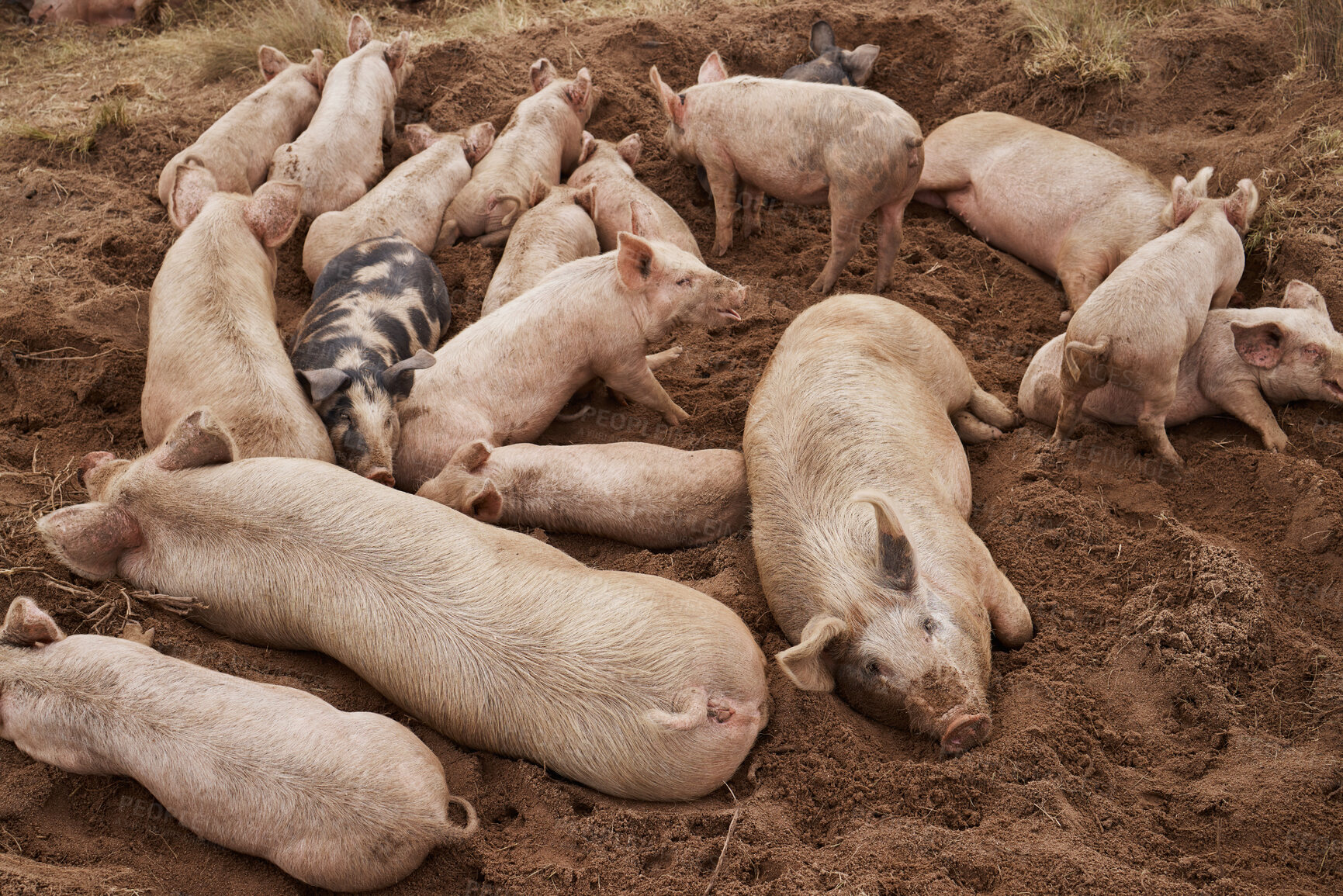 Buy stock photo Shot of pigs lying in the mud on a farm