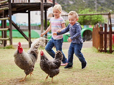 Buy stock photo Shot of two children chasing roosters outside