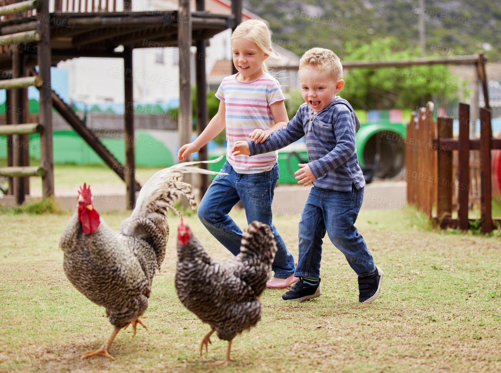 Buy stock photo Shot of two children chasing roosters outside