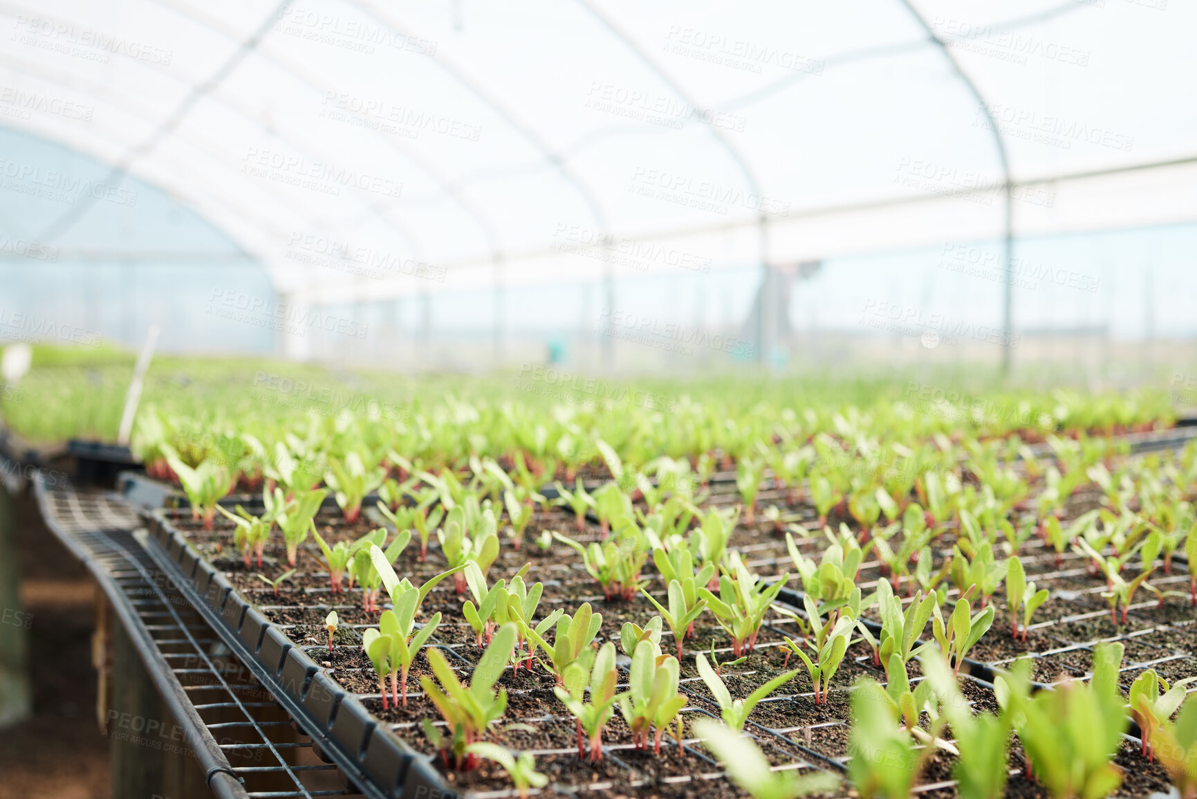 Buy stock photo Still life shot of plants growing in a greenhouse on a farm