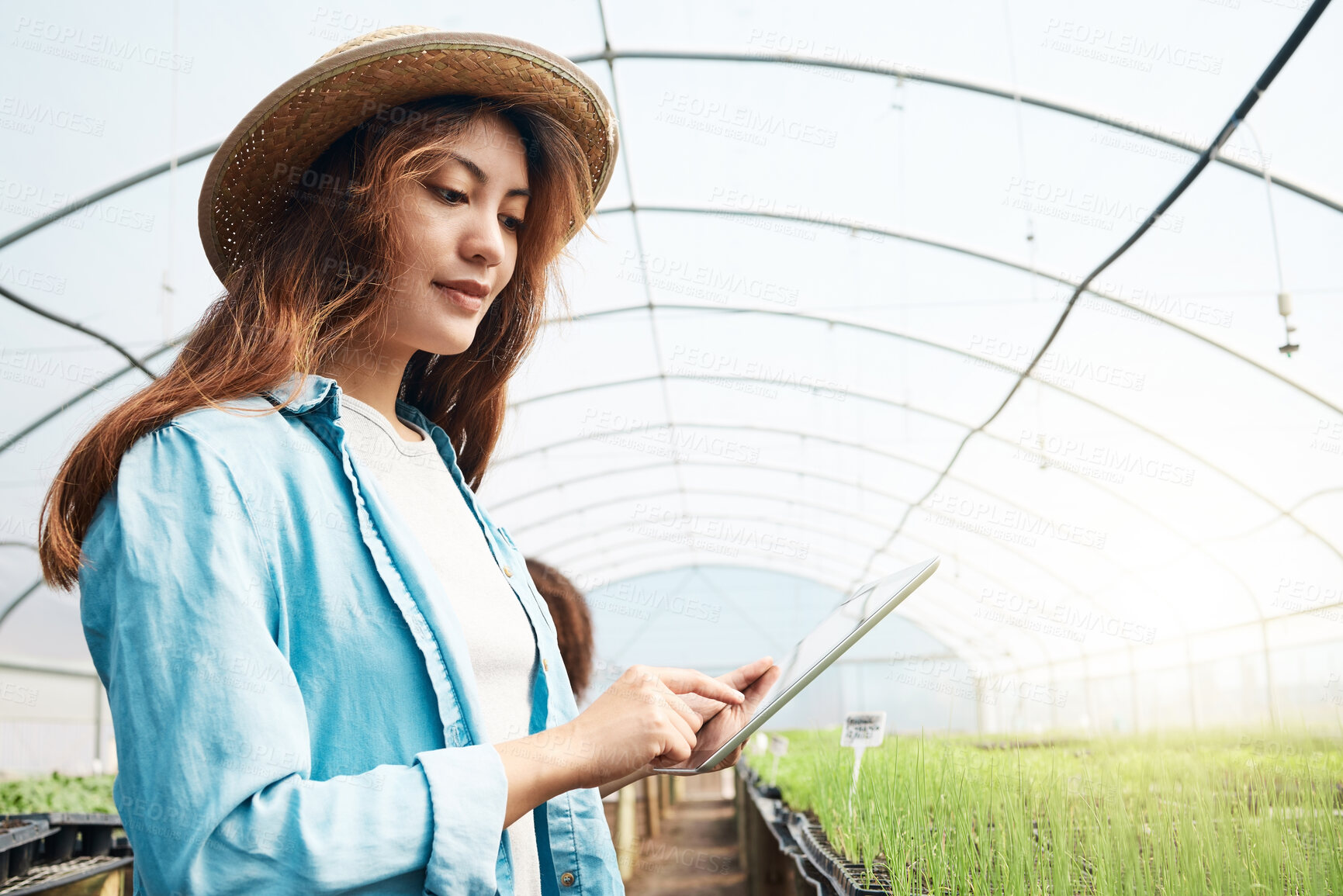 Buy stock photo Agriculture, farming and woman with tablet in greenhouse for plant inspection, sapling health and online report. Sustainable business, farmer and digital app for quality control and food production