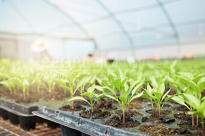 Buy stock photo Still life shot of plants growing in a greenhouse on a farm