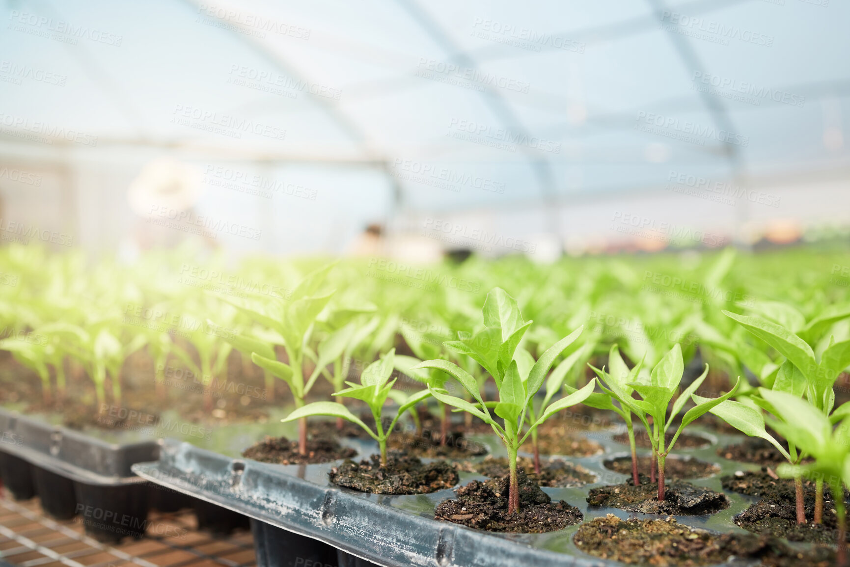 Buy stock photo Still life shot of plants growing in a greenhouse on a farm