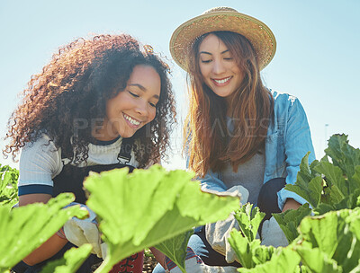 Buy stock photo Agriculture, women and vegetables inspection in field for quality control, crop harvest and food production. Farming, happy people and teamwork for fresh produce, supply chain or sustainable business