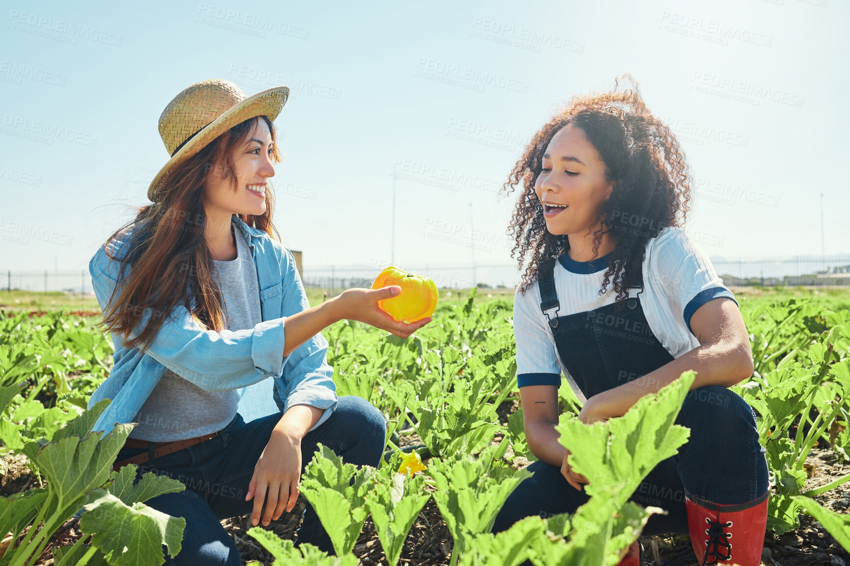 Buy stock photo Shot of a female farmer giving her coworker a freshly picked pepper