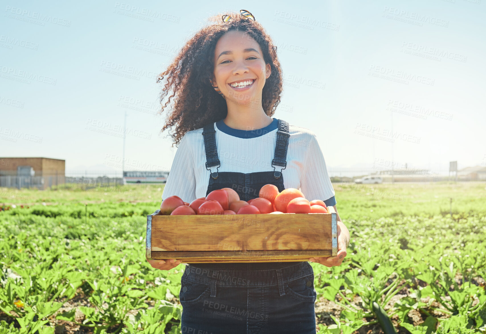 Buy stock photo Shot of a female farmer holding a crate of freshly harvested tomatoes