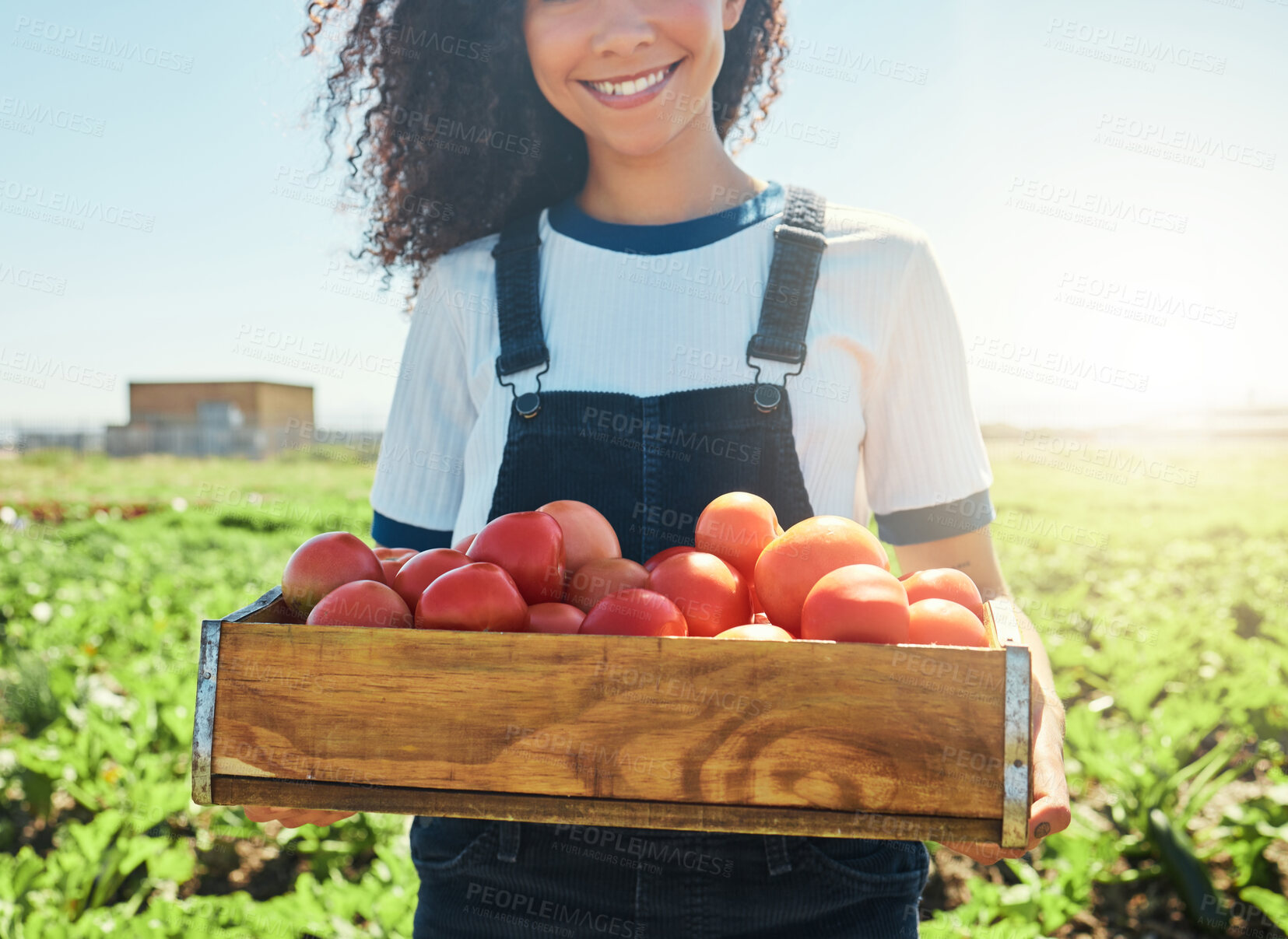 Buy stock photo Shot of a female farmer holding a crate of freshly harvested tomatoes