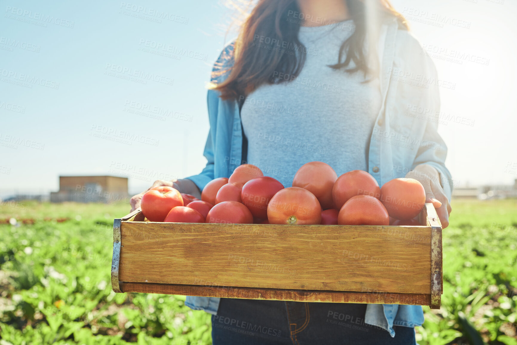 Buy stock photo Shot of a female farmer holding a crate of freshly harvested tomatoes