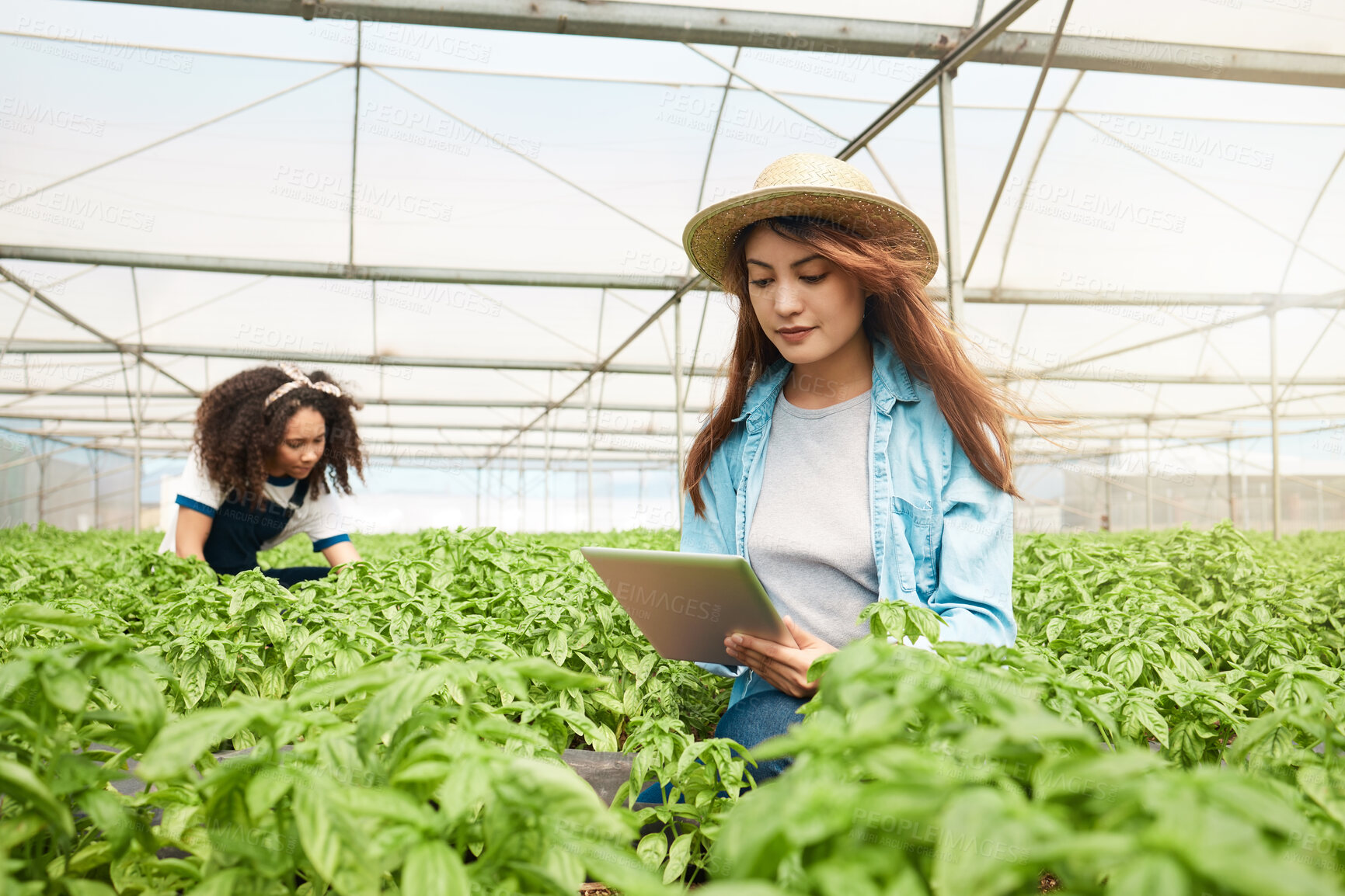 Buy stock photo Shot of a young woman using a digital tablet while working on a farm with her colleague in the background