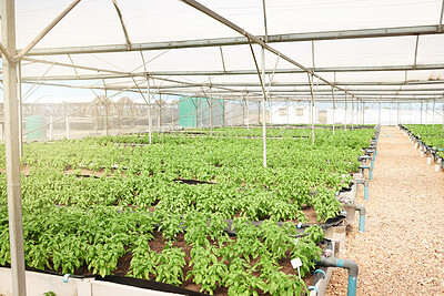 Buy stock photo Agriculture, growth and plants background in greenhouse for food production, sustainability and farming supply chain. Gardening, sapling and fertilizer for crops development, ecology or agro business