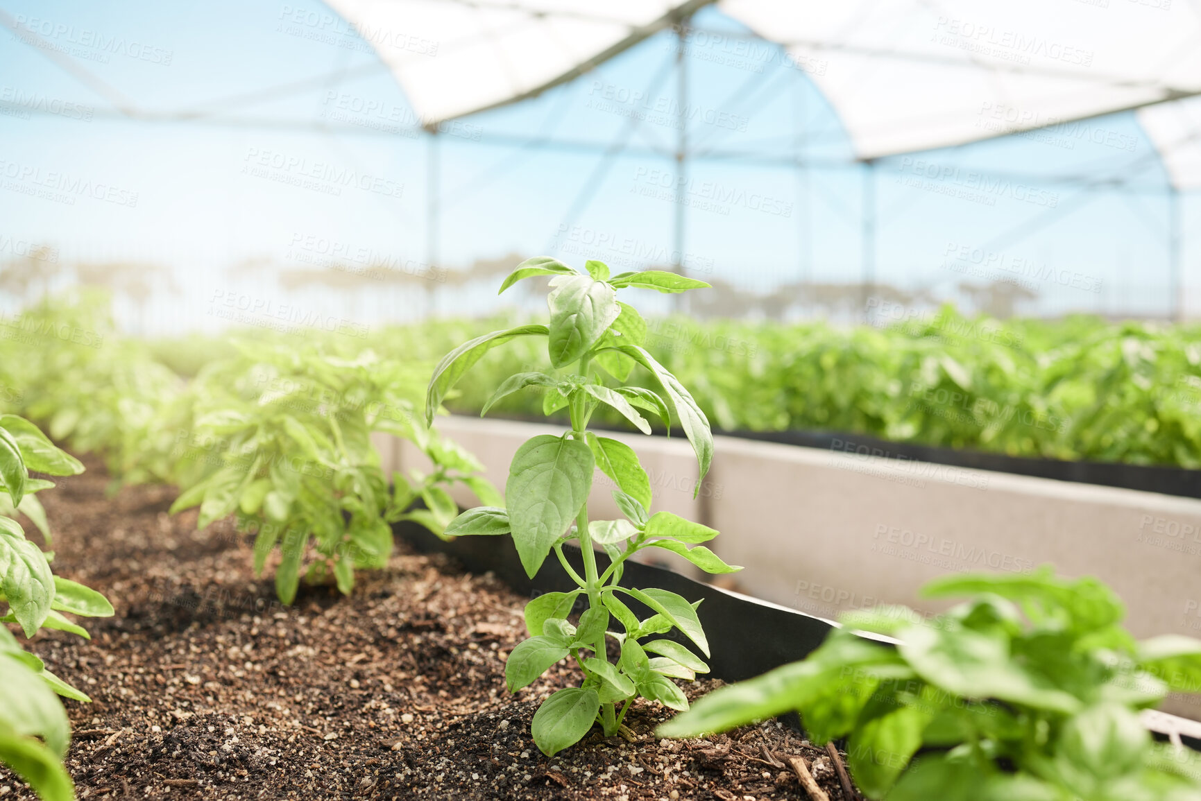 Buy stock photo Closeup shot of a plant growing in a greenhouse on a farm