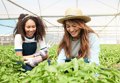 Buy stock photo Shot of two young women tending to crops while working on a farm