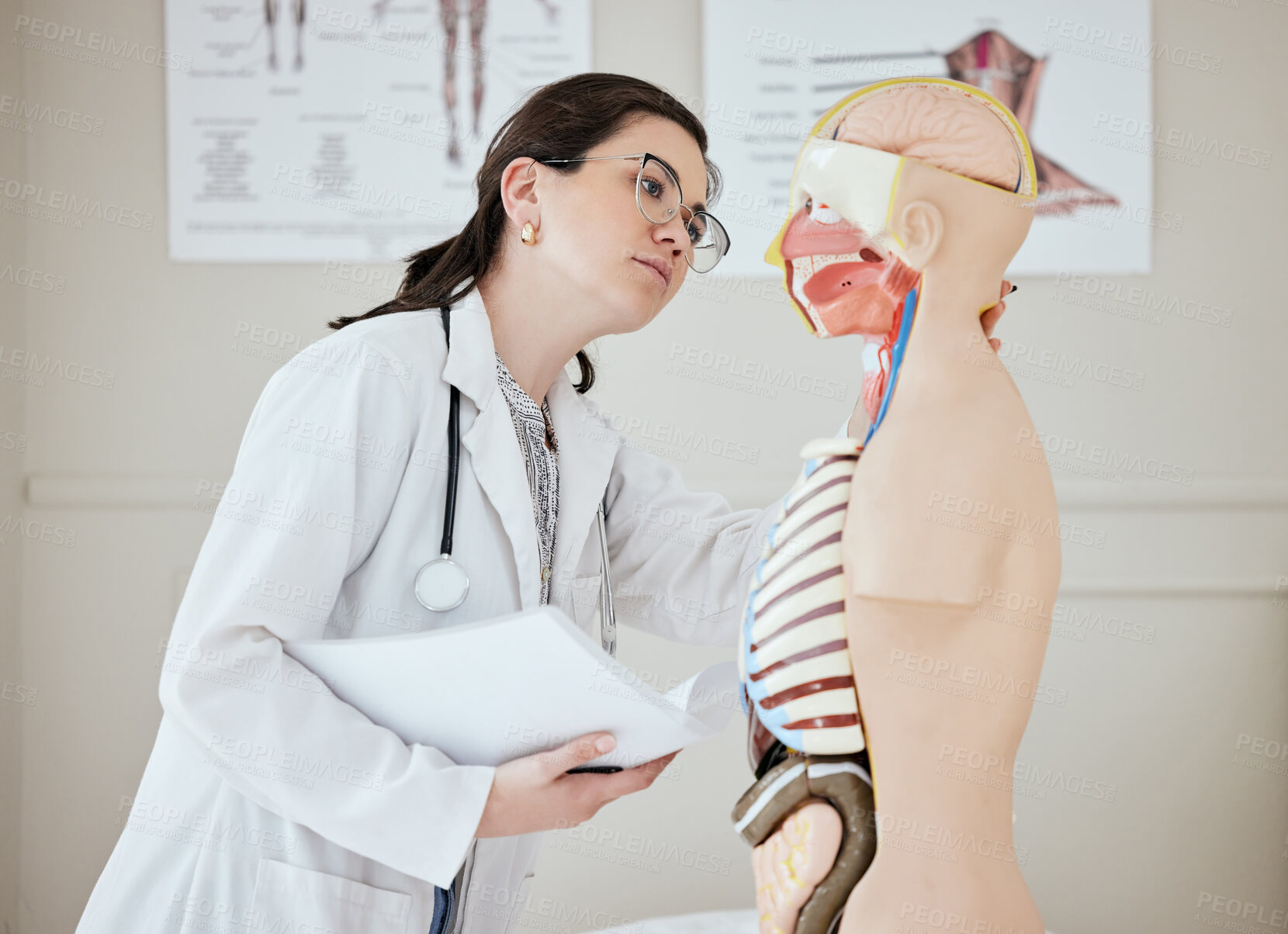 Buy stock photo Woman, doctor and mannequin with exam for anatomy, studying or learning human system at hospital. Female person, medical employee or student with dummy, model or prototype for examination or test