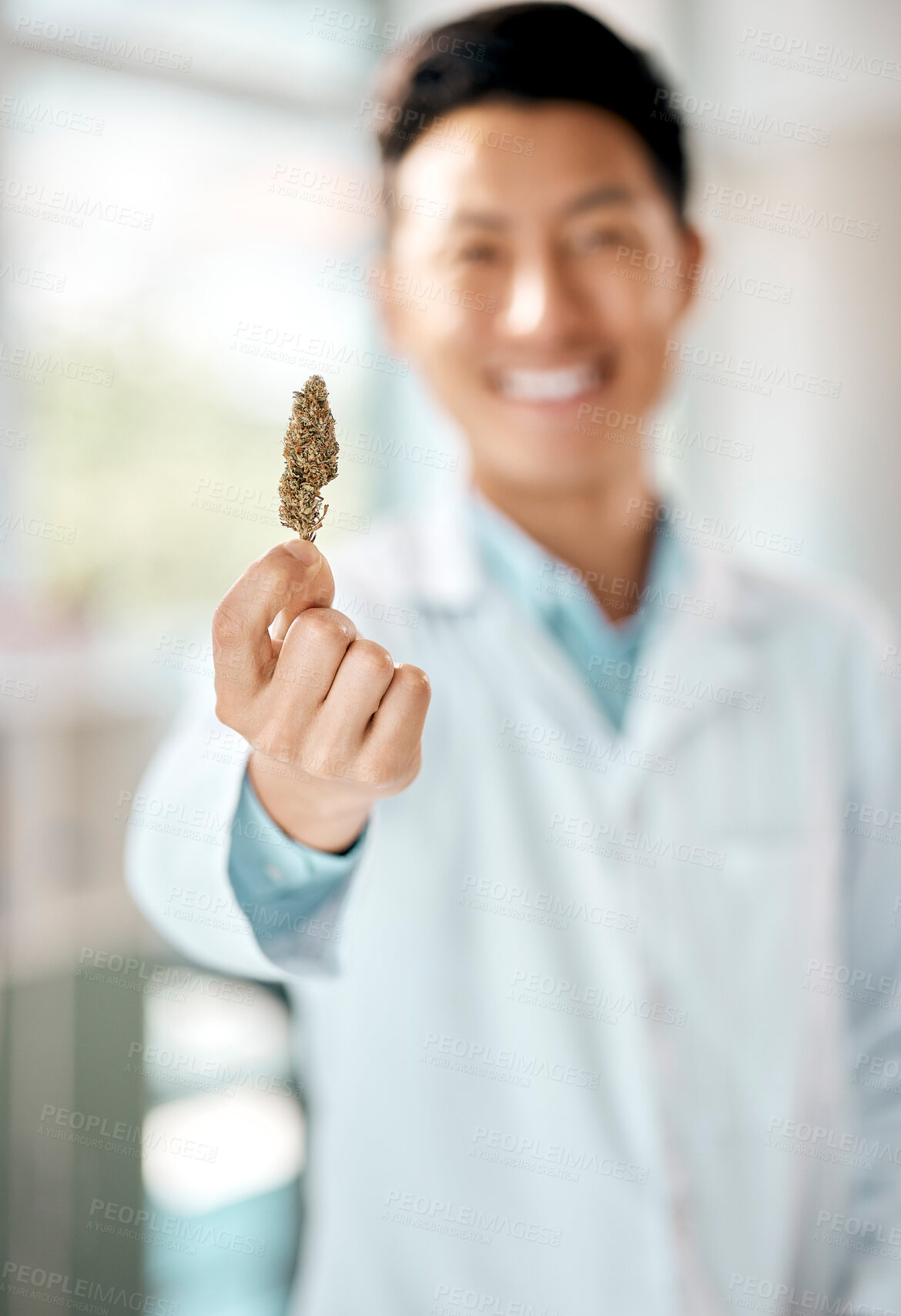 Buy stock photo Scientist, cannabis and lab for medical research, science and specimen in pharmaceutical or medicine. Asian male person, marijuana and sample for innovation in healthcare, pathology or biochemistry