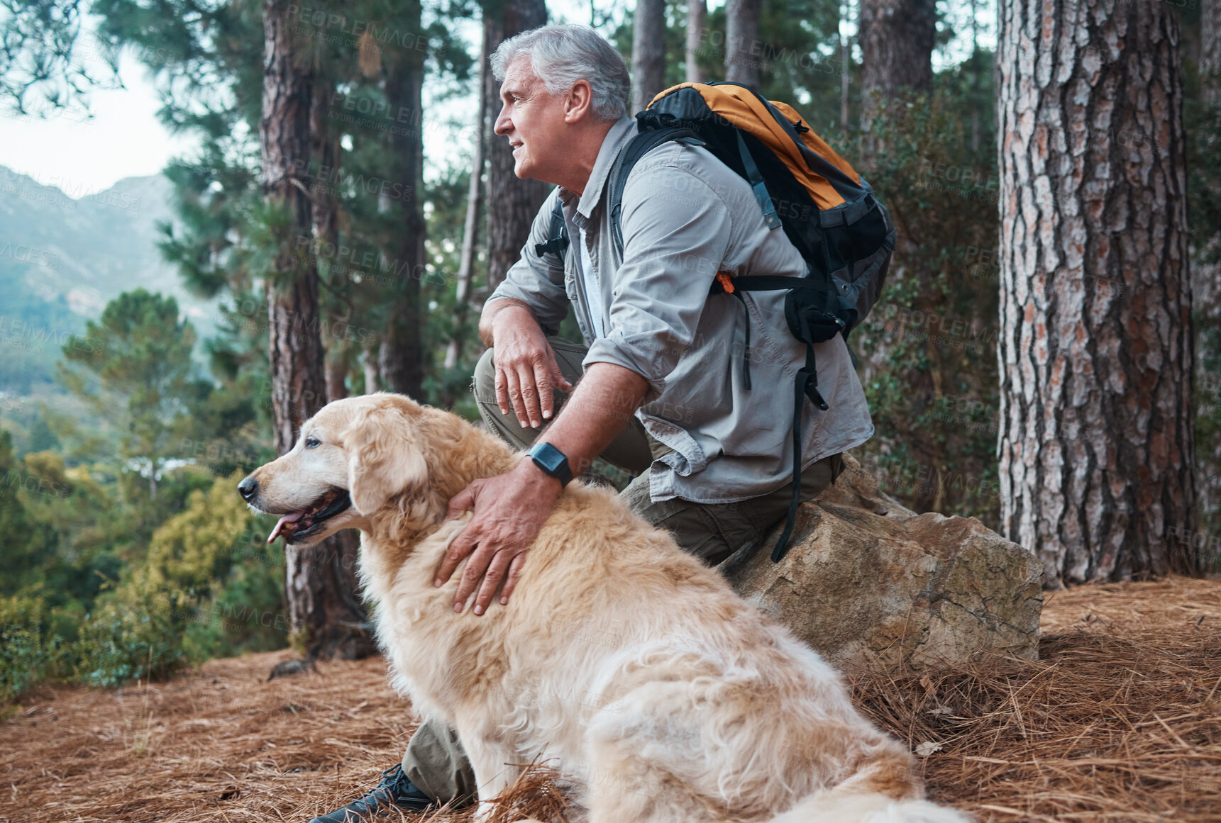 Buy stock photo Senior man, hiking and dog outdoor in nature for exercise, fitness and trekking for health and wellness. Old male thinking with animal pet on hike in forest for workout and cardio with backpack