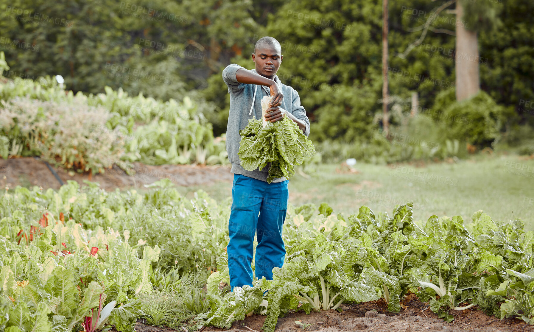 Buy stock photo Black man, harvest or spinach in field for farming, agriculture or sustainable agro business. Farmer, vegetables or picking crops in Kenya for local supply, fresh produce or quality assurance in food