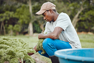 Buy stock photo Black man, farmer and harvesting with agriculture, working and food production in kale field for ecology. Outdoor, land and garden for sustainable farming, nature and environment as industry in Mali