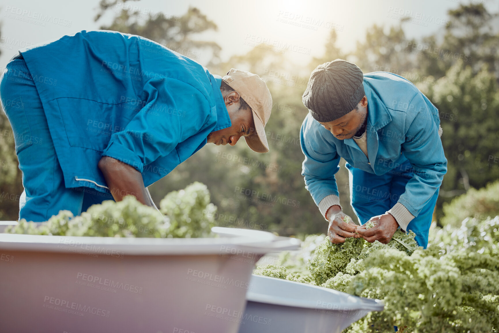 Buy stock photo Black people, farming or plants with bucket for natural growth, fresh produce or agriculture in nature. African, men or farmers with outdoor crops for harvest, agro business or organic production