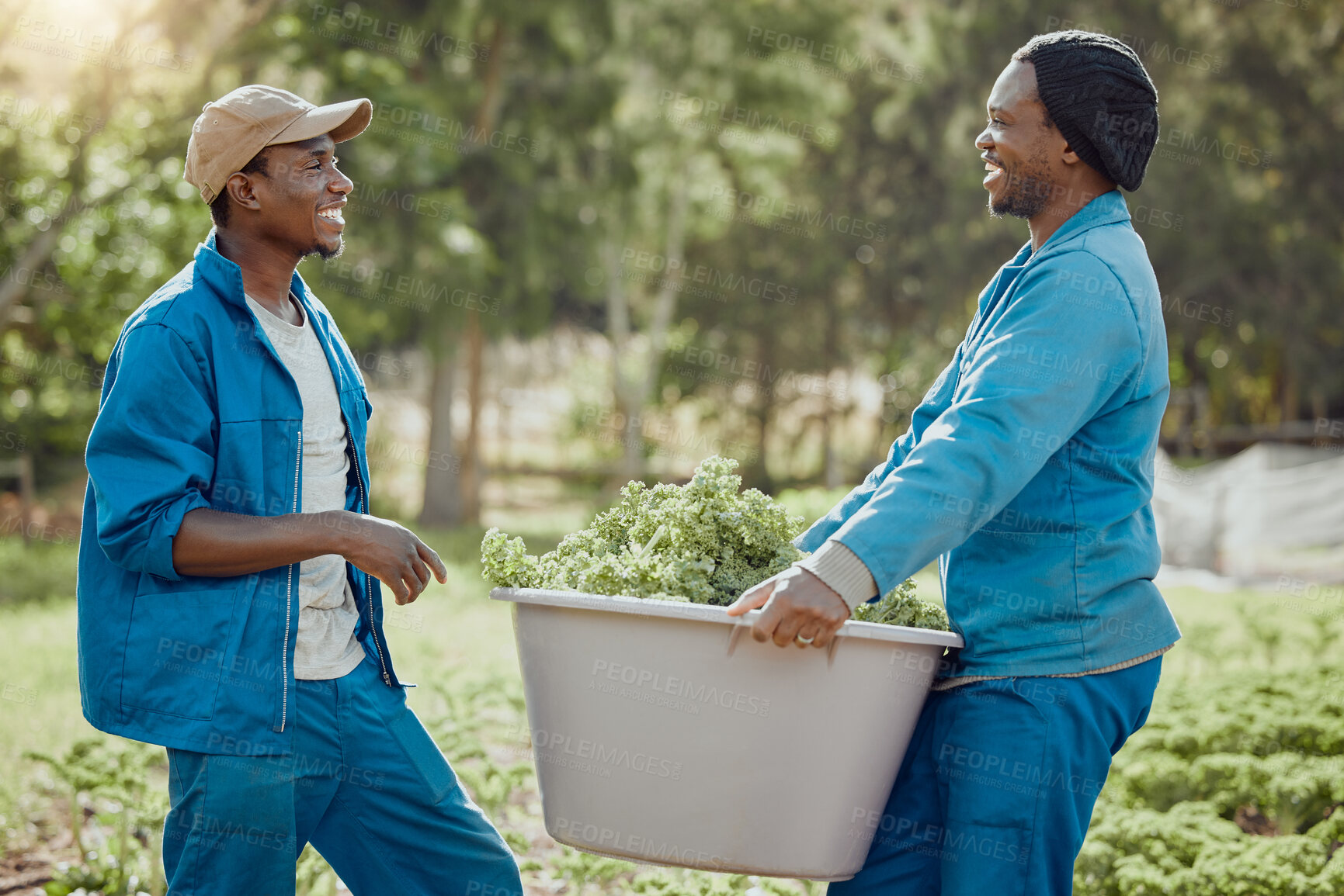 Buy stock photo Happy, black people and plants with bucket for harvest, vegetables or natural growth in nature. African, men or farmers with outdoor crops for agro business, agriculture or organic production at farm