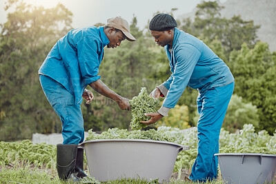 Buy stock photo Black people, bucket and farming with leaves for harvest, vegetables or natural growth of fresh produce in nature. African men, farmers and agriculture for crops, agro business or organic production