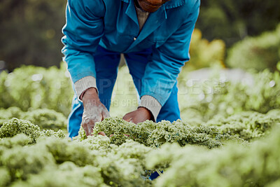 Buy stock photo Black man, harvest and outdoor with kale for farming, agriculture and sustainable agro business. Farmer, vegetables or pick crops in Kenya for local supply, fresh produce or quality assurance in food