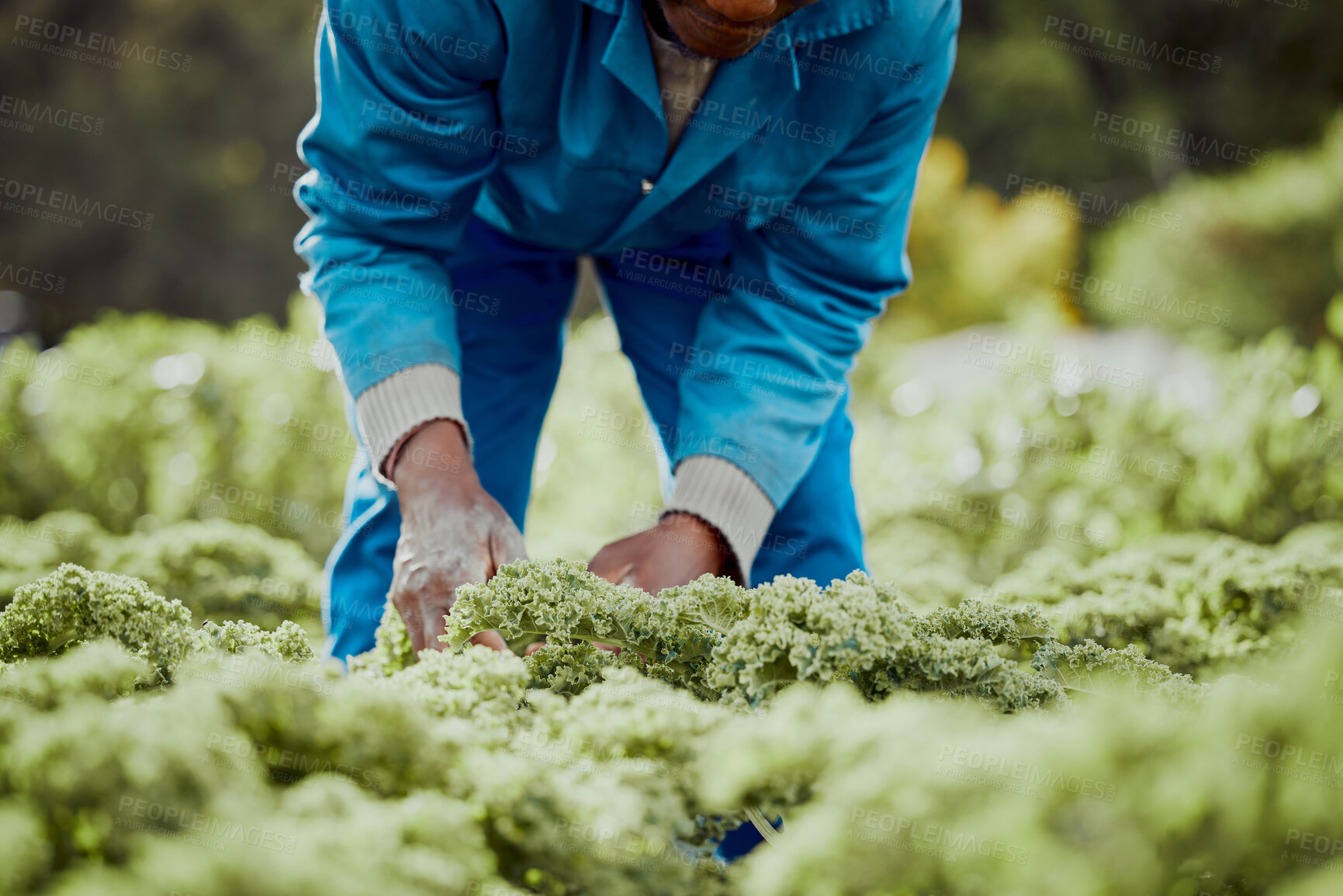 Buy stock photo Black man, harvest and outdoor with kale for farming, agriculture and sustainable agro business. Farmer, vegetables or pick crops in Kenya for local supply, fresh produce or quality assurance in food