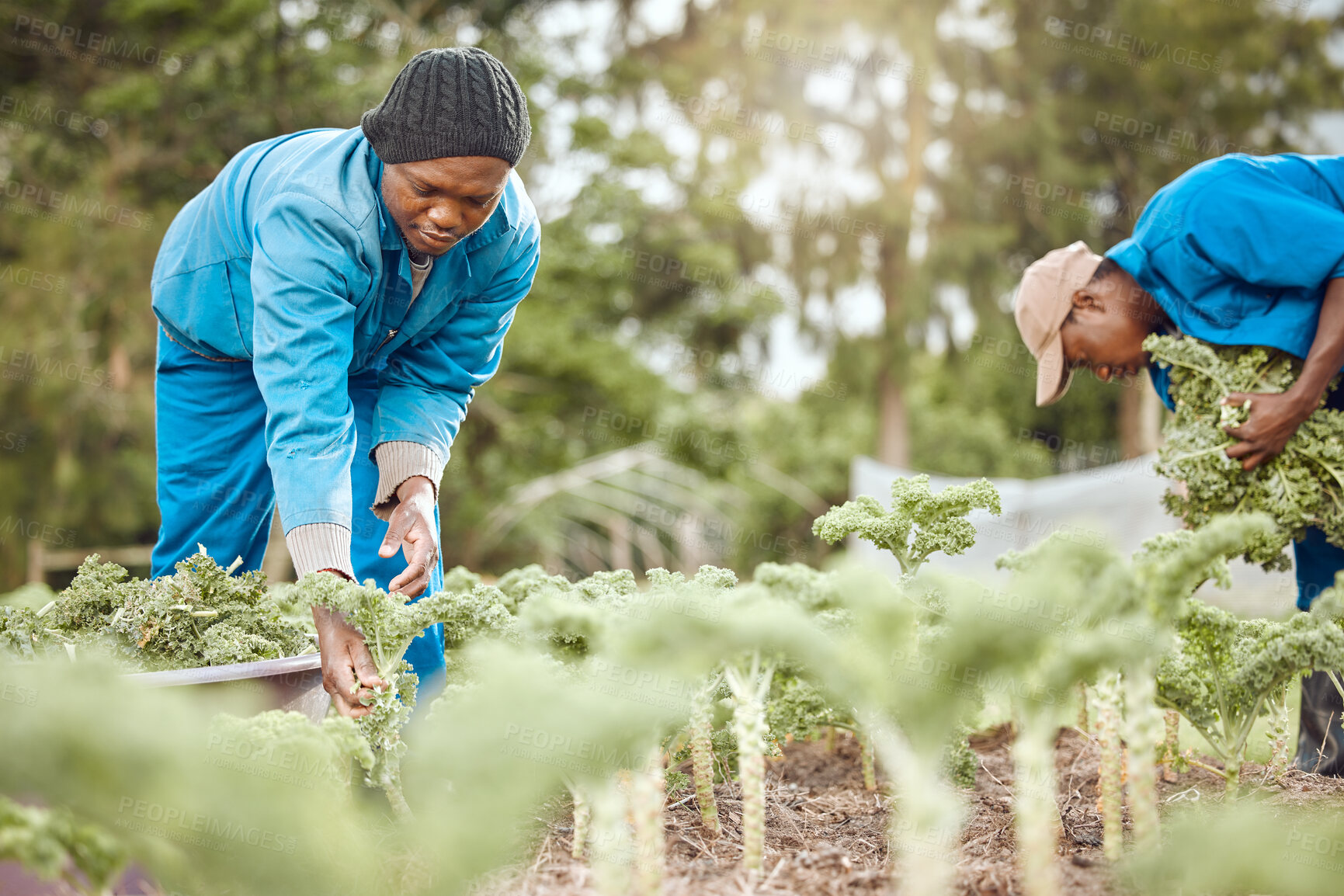 Buy stock photo Black people, farmer and harvest with agriculture, work and ecology in kale field for food production. Outdoor, land and garden for sustainability or nature in farming industry as environment in Mali