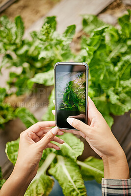 Buy stock photo Shot of a farmer taking a photo of their crops using a smartphone