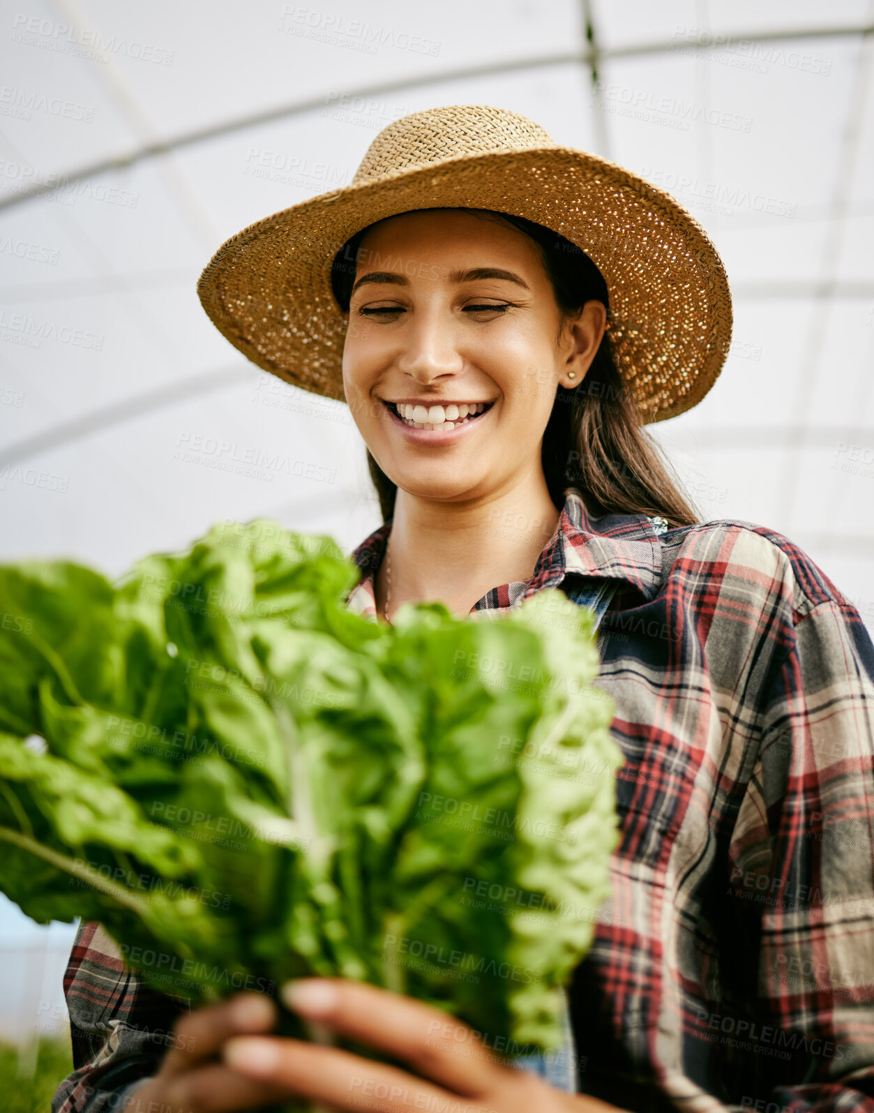 Buy stock photo Farm, lettuce and woman with vegetables in greenhouse with plants for growth, sustainability and harvesting. Agriculture, nature and farmer with box for environment, produce health and inspection