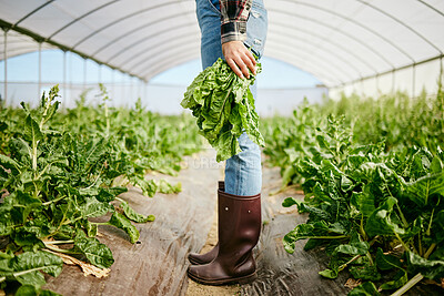 Buy stock photo Shot of an unrecognizable farmer holding a bunch of freshly harvested spinach