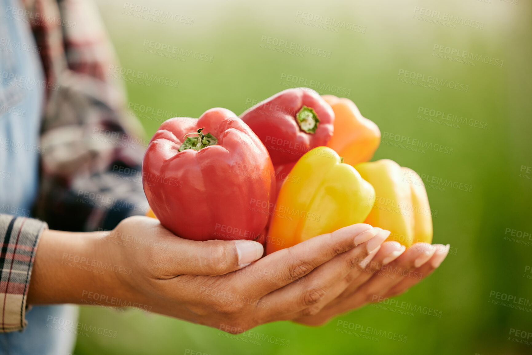 Buy stock photo Shot of an unrecognizable farmer holding a bunch of freshly harvested peppers