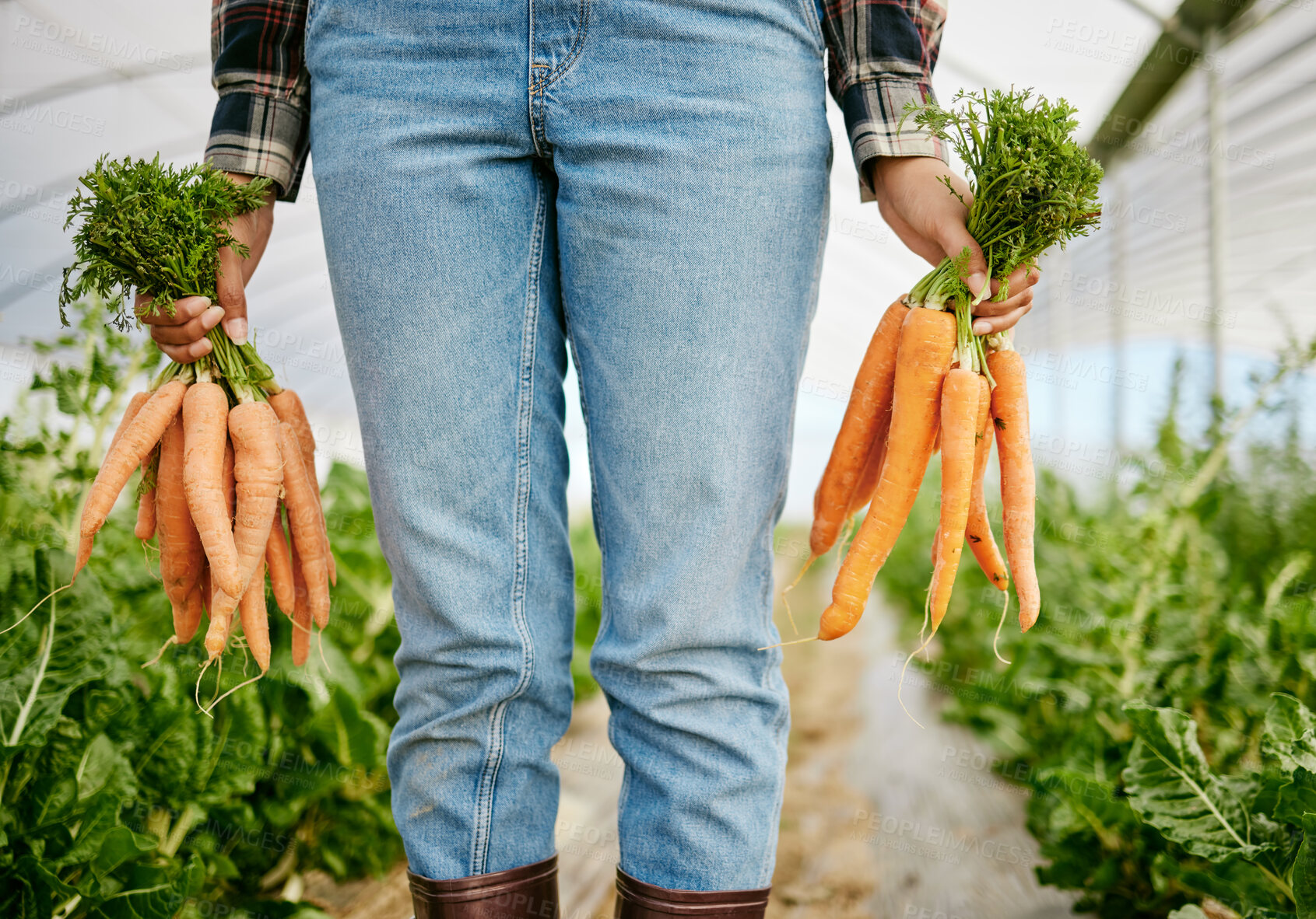 Buy stock photo Shot of an unrecognizable farmer holding a bunch of freshly harvested carrots