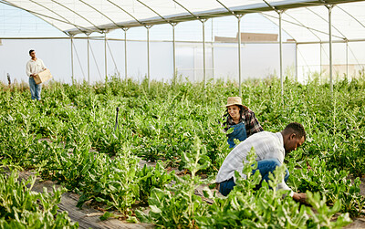 Buy stock photo Shot of a group of farmers working together in their greenhouse