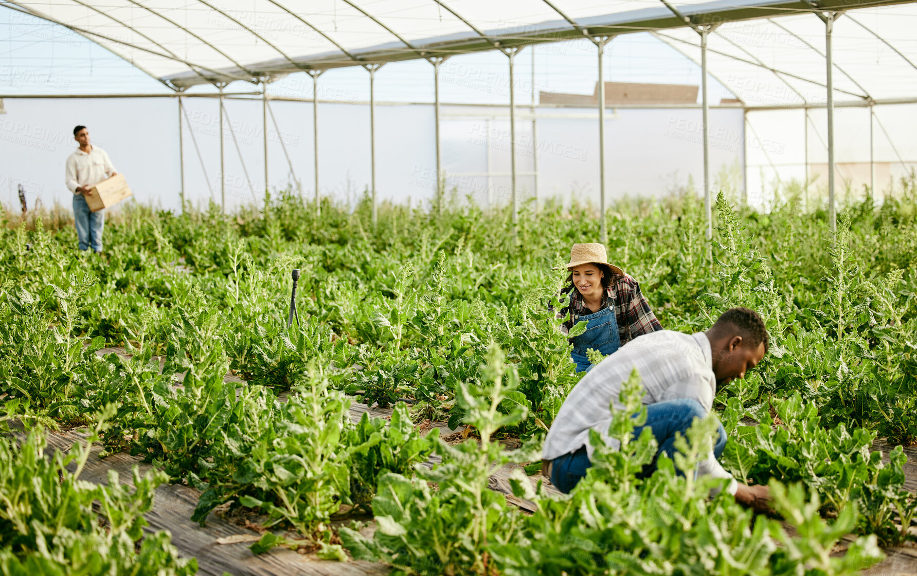 Buy stock photo Shot of a group of farmers working together in their greenhouse