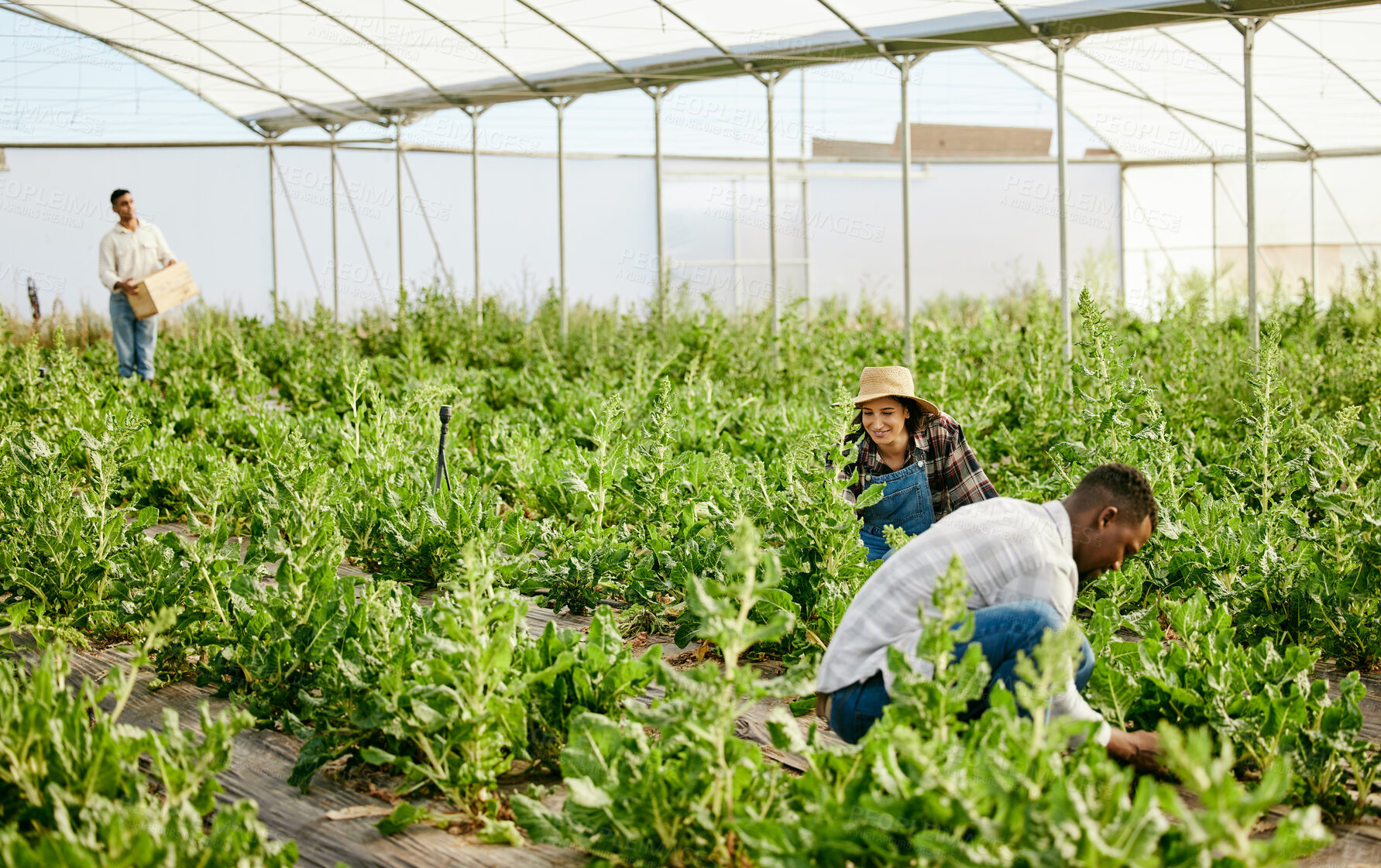 Buy stock photo Farm, harvest and people in greenhouse with plants, growth and sustainable business in organic food. Nature, teamwork and workers with vegetables, inspection and checking green leaves in countryside