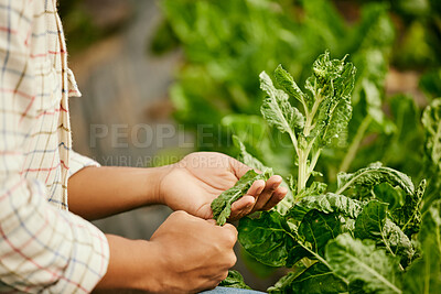 Buy stock photo Shot of a male farmer checking his spinach harvest