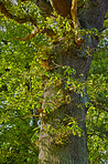 Hardwood forest - Denmark