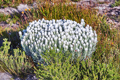 Buy stock photo White everlastings (Syncarpha vestita) growing between green plants growing in their natural habitat.Plant life and vegetation. Also called by the following name: Cape snow. Desert flower in South Africa.