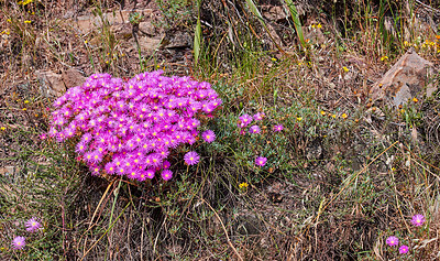 Mountain flower in South Africa - Ice Plant