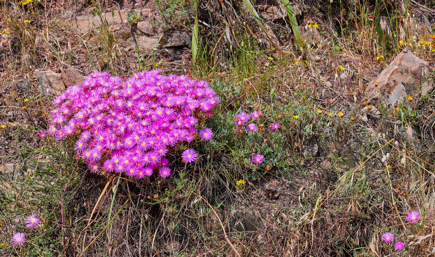 Buy stock photo Wild mountain flower in South Africa called Ice Plant (in latin: Lampranthus spectabills)