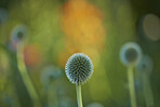 Globe Thistle flowers